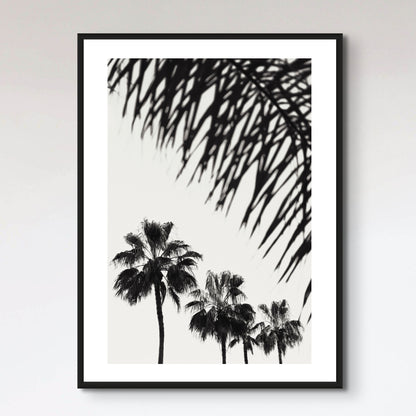 Palm_006