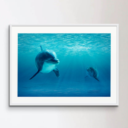 Two Dolphins Under Water