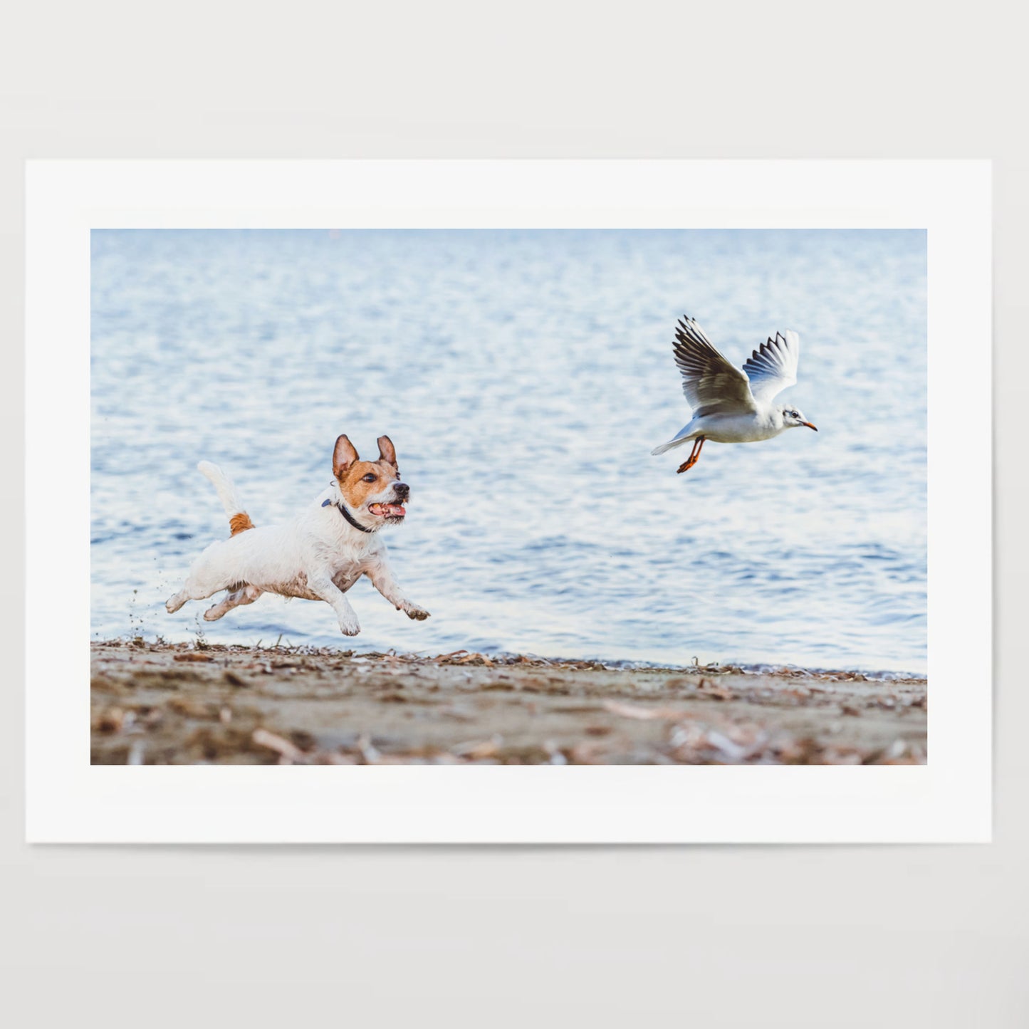 Naughty Dog chasing gull bird playing on beach