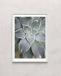 Hanging Garden Succulent I