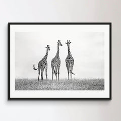 Giraffes in the Mara plains Poster