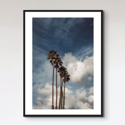 Palms and Clouds