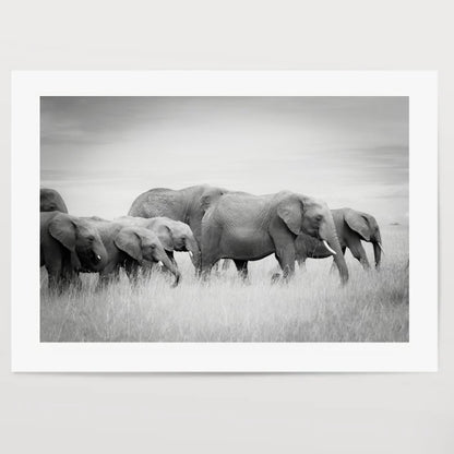 Elephant family