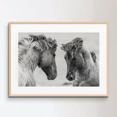 Horse battle