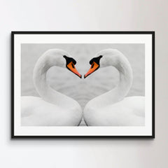 true love of swans