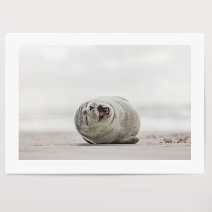 Little smiling seal on the beach