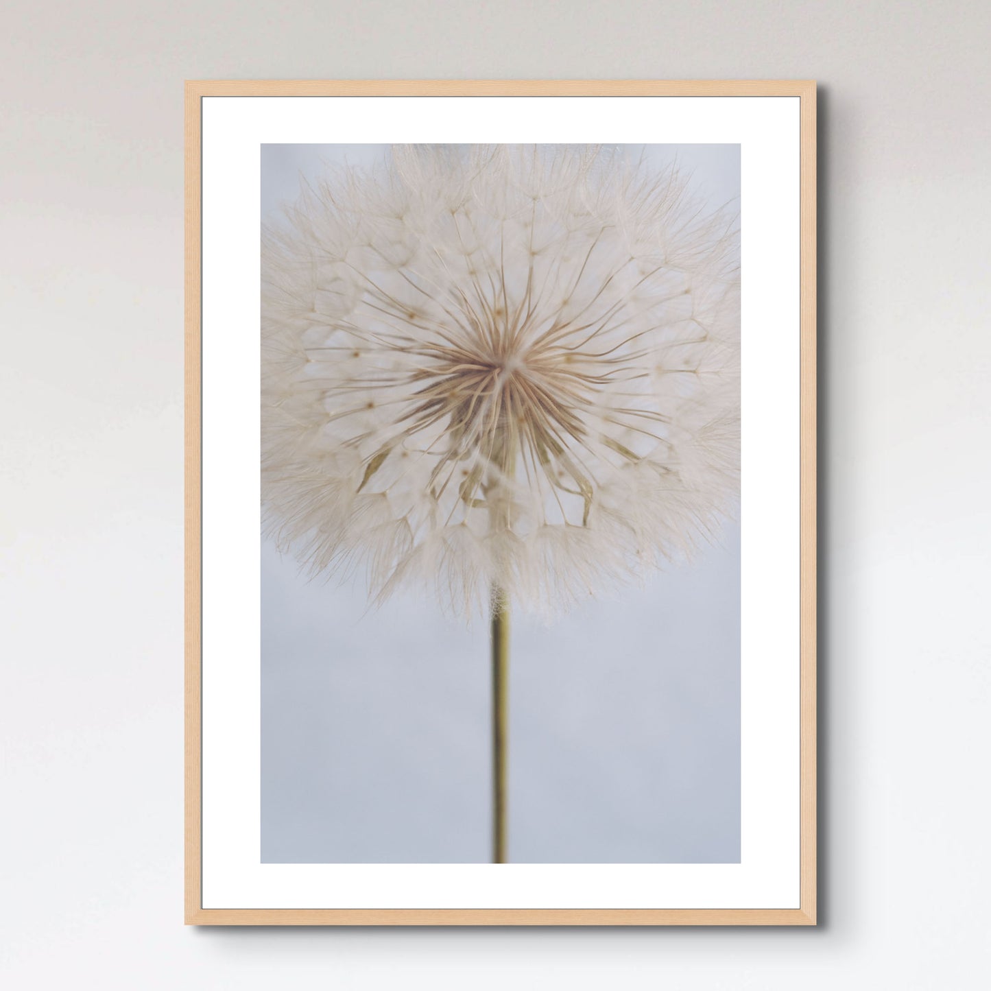 Delicate Dandelion