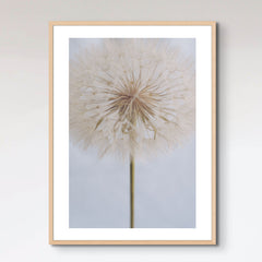 Delicate Dandelion