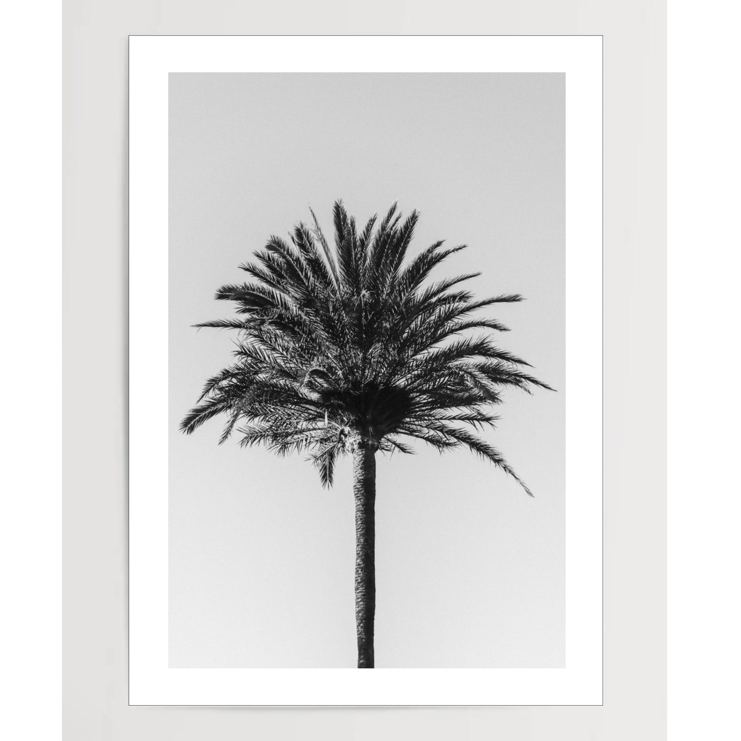 Palm_003