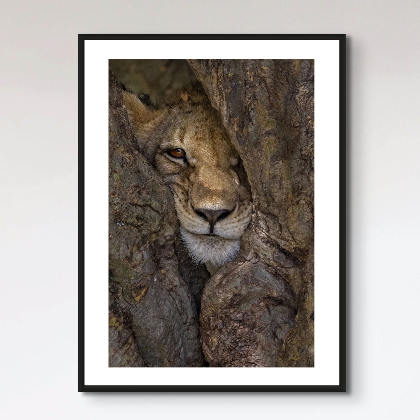 Lion cub in the tree in Kenya, Africa