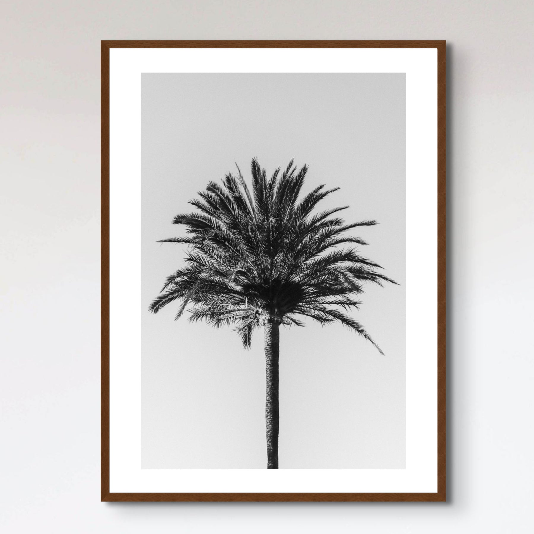 Palm_003