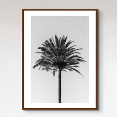 Palm_003