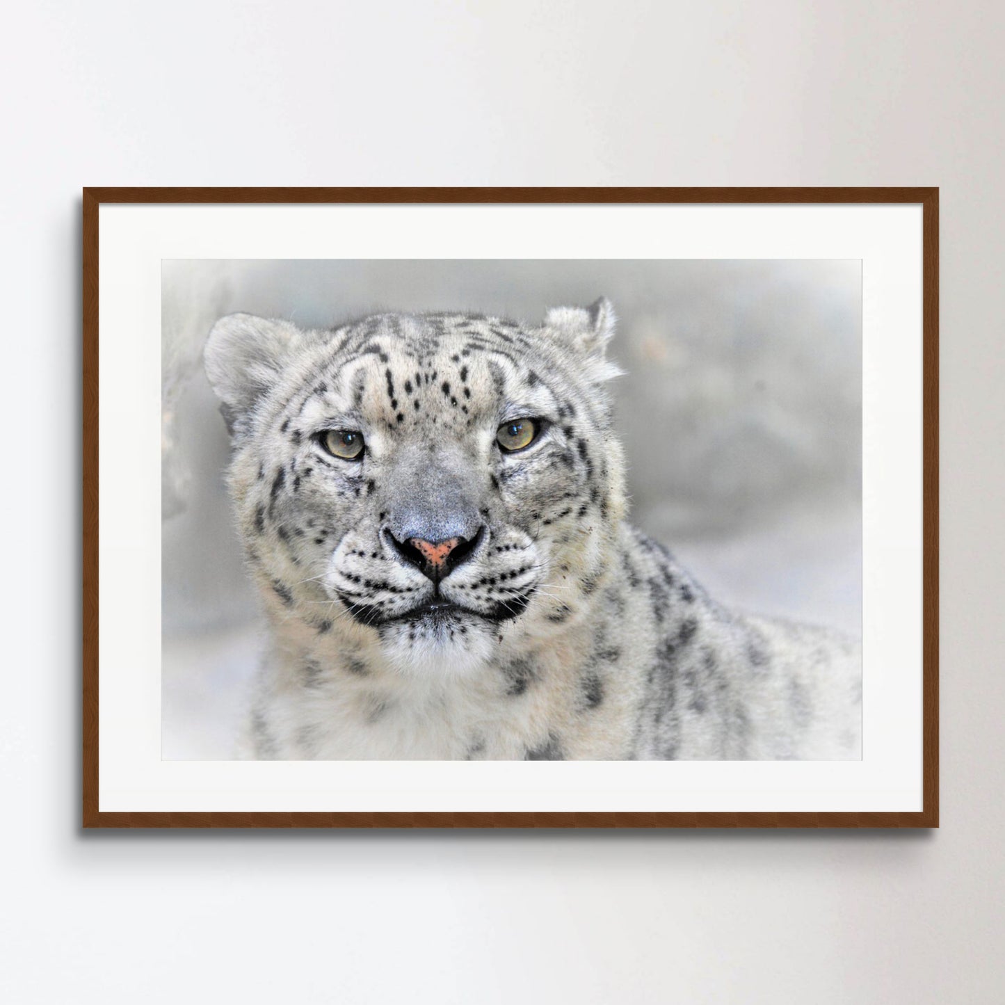 Snow leopard Poster