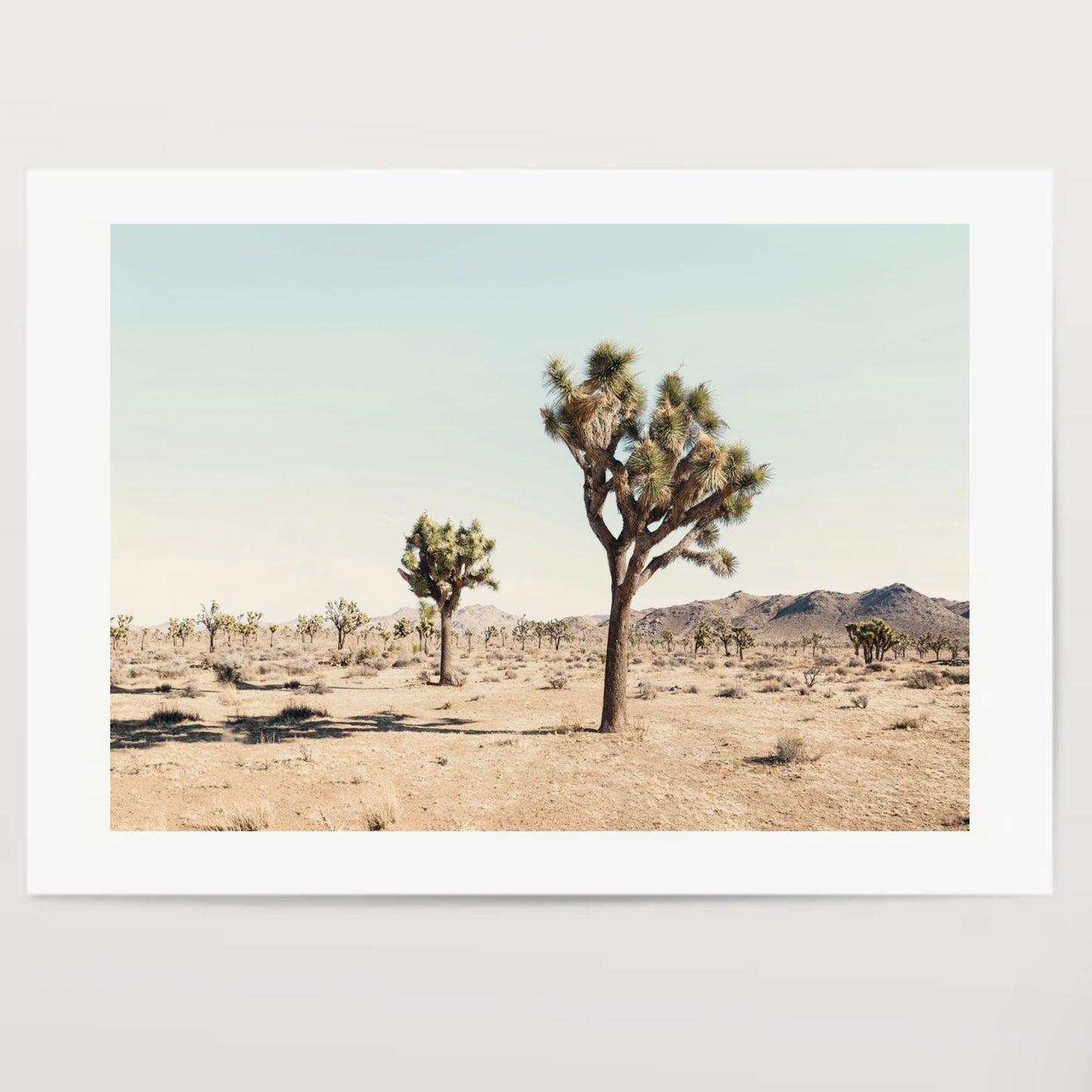 Joshua Tree