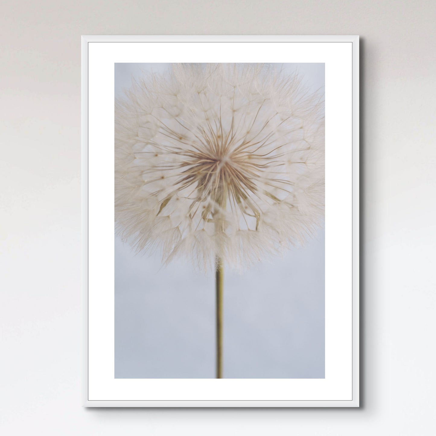 Delicate Dandelion