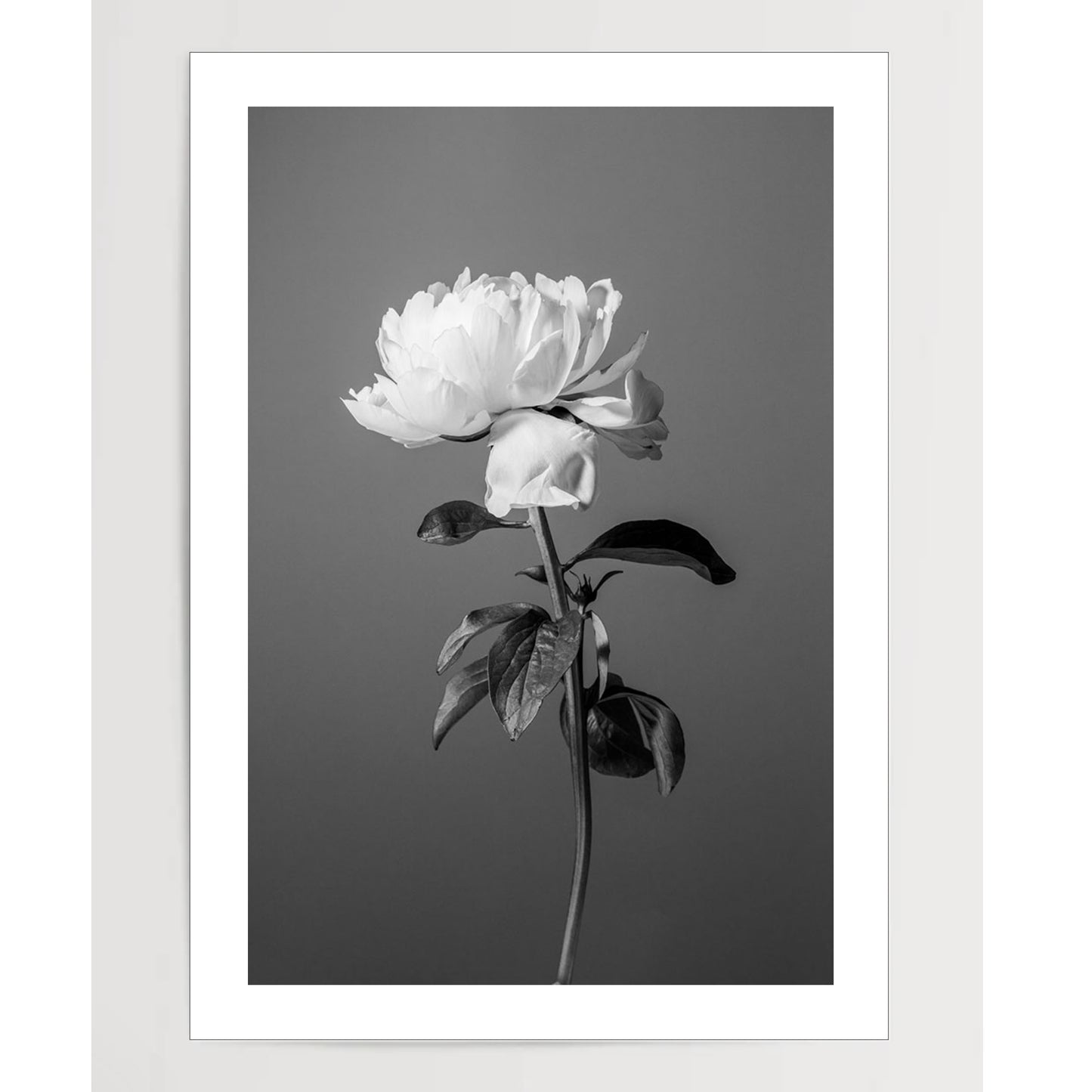 Peony BW