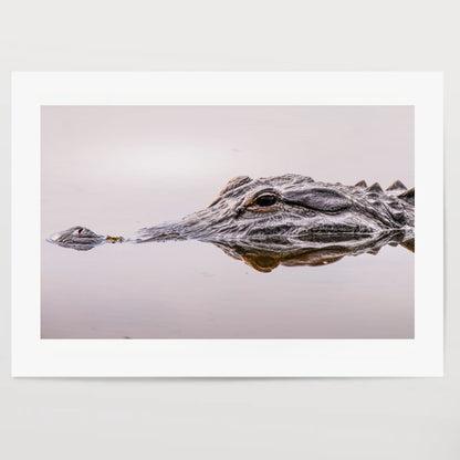 Close up of an alligator face and eye in the wilderness of Florida