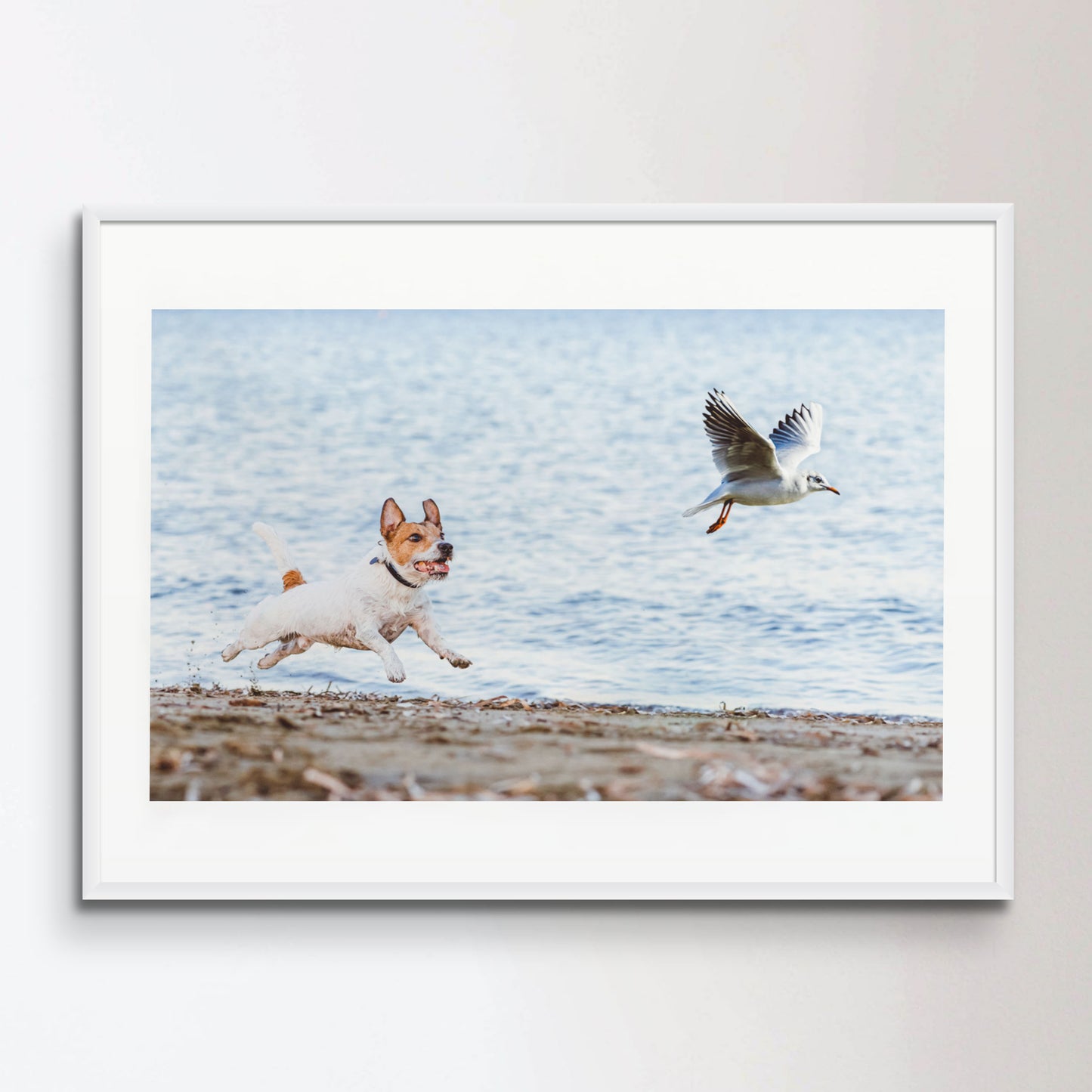 Naughty Dog chasing gull bird playing on beach