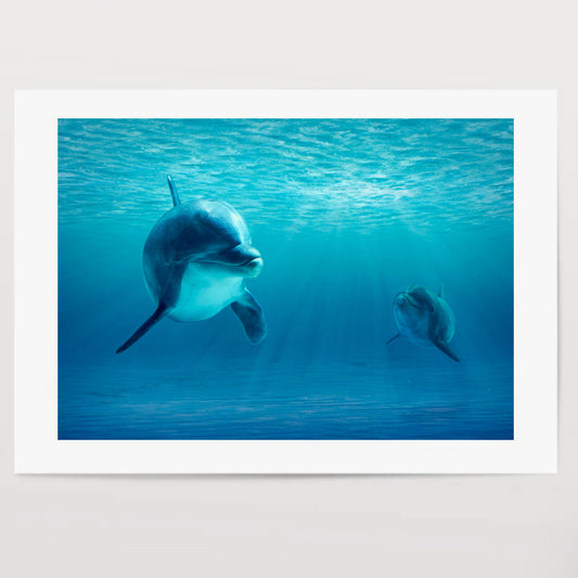 Two Dolphins Under Water