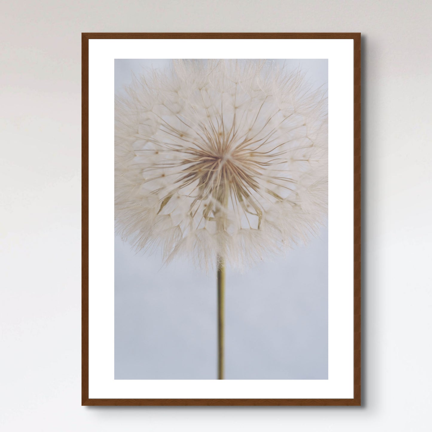 Delicate Dandelion