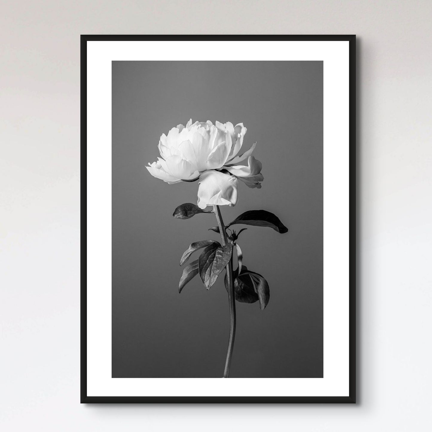 Peony BW