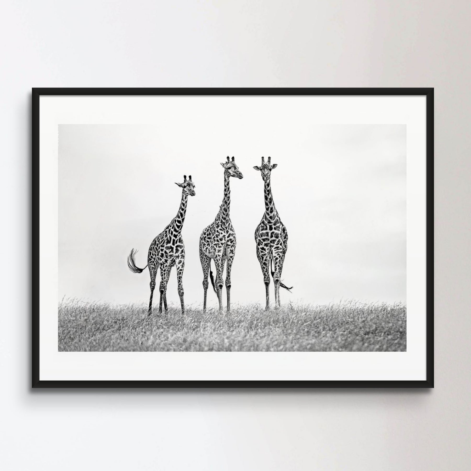 Giraffes in the Mara plains Poster