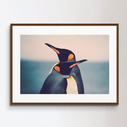 King Penguin couple