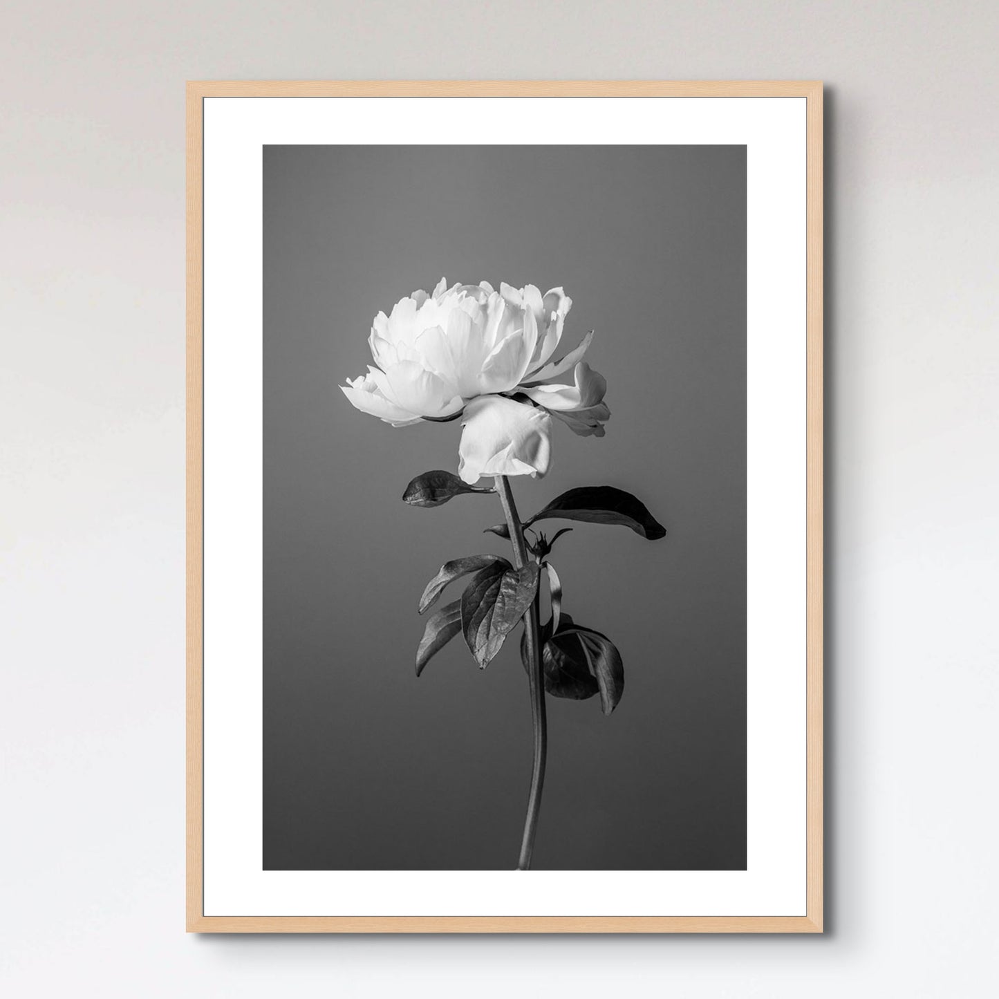 Peony BW