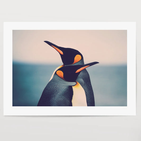 King Penguin couple