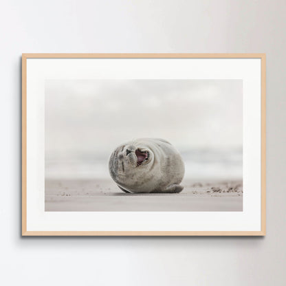 Little smiling seal on the beach