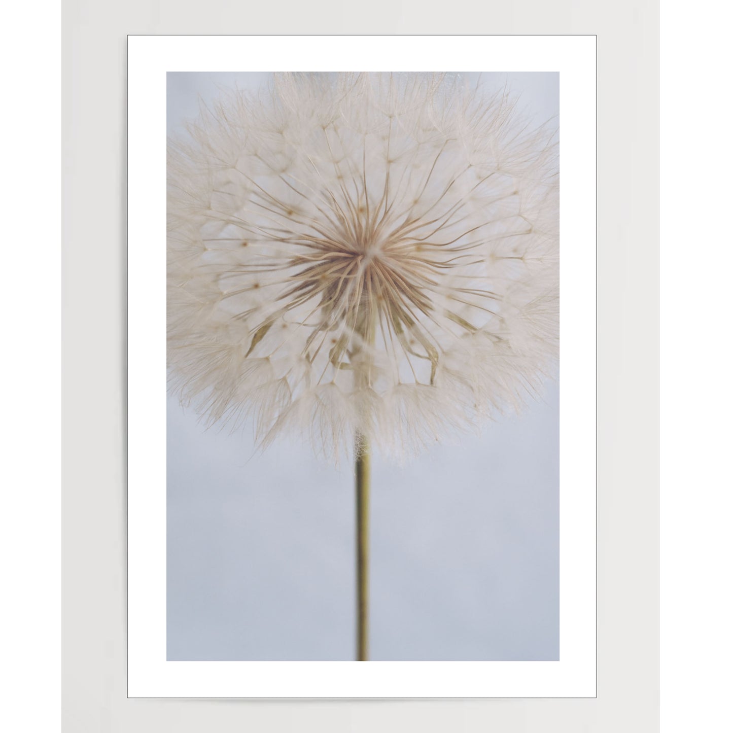 Delicate Dandelion