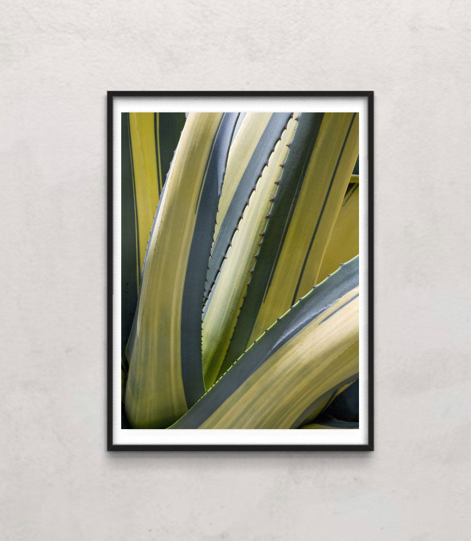 Variegated Agave II