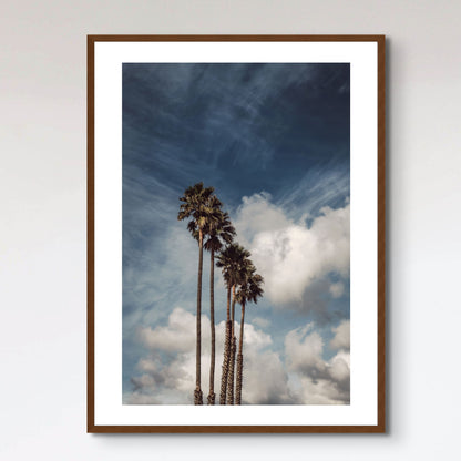 Palms and Clouds