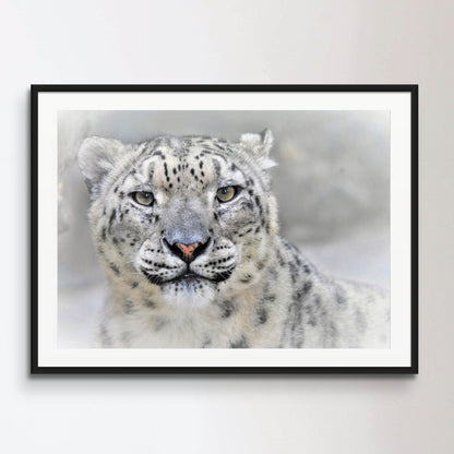 Snow leopard Poster