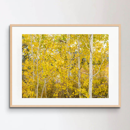 Close-up of a group of Aspen trees covered in golden leaves