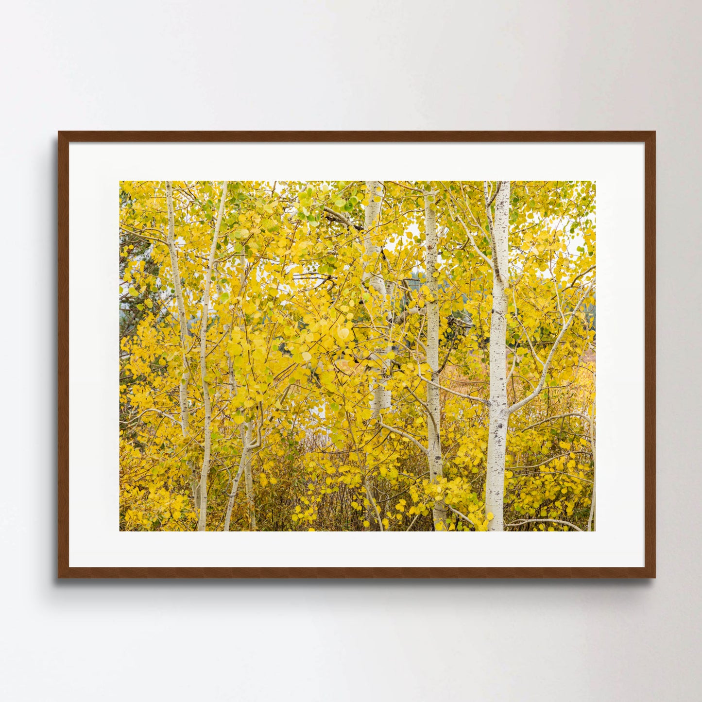 Close-up of a group of Aspen trees covered in golden leaves