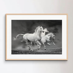 white horses
