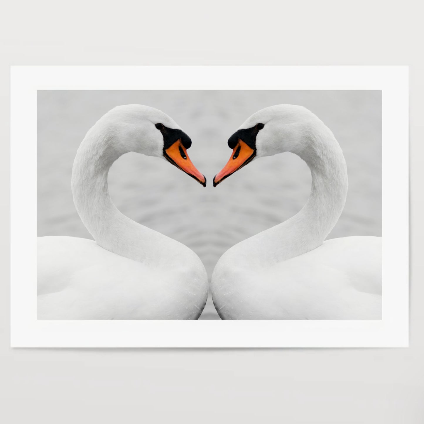 true love of swans