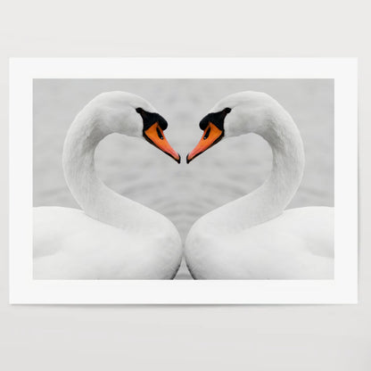 true love of swans