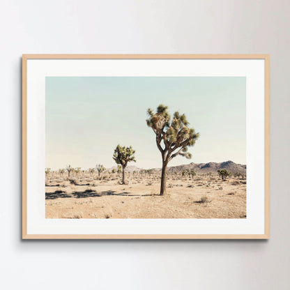 Joshua Tree