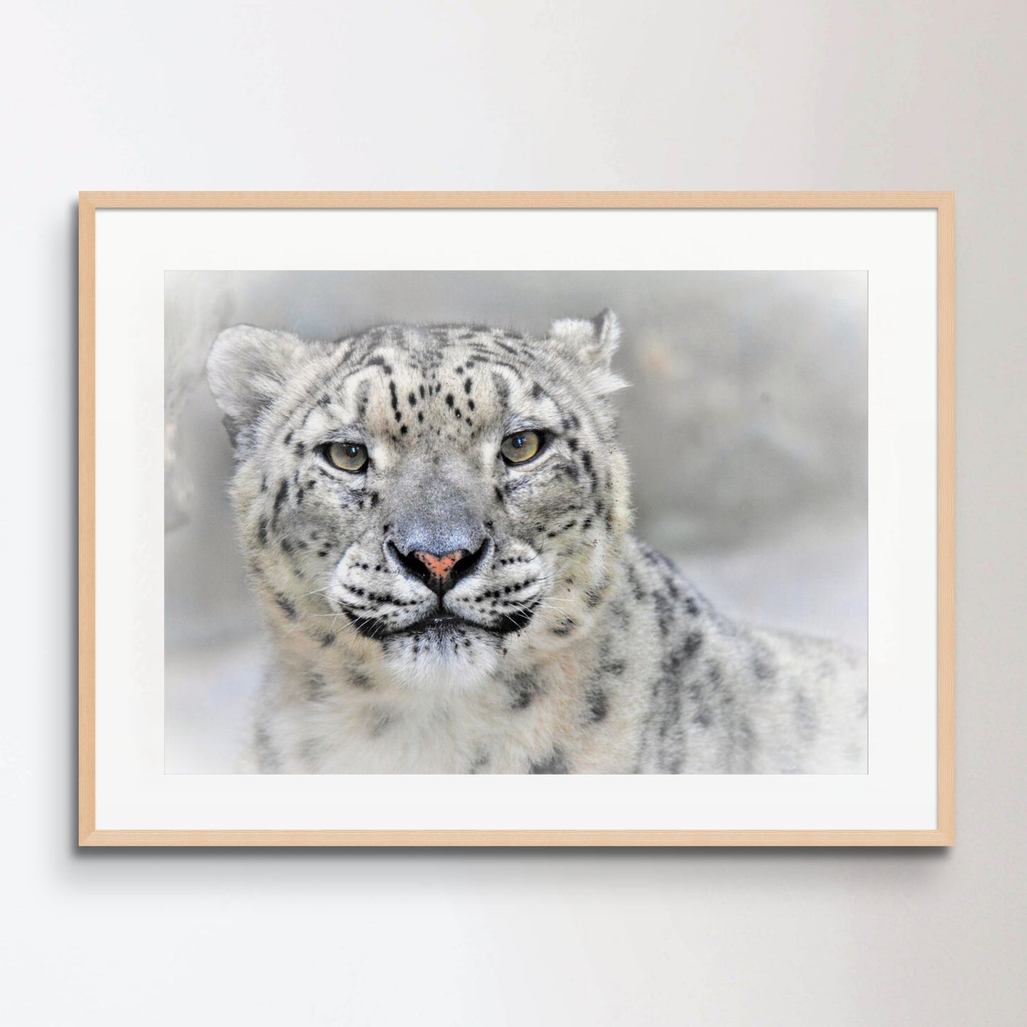 Snow leopard Poster