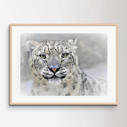 Snow leopard Poster