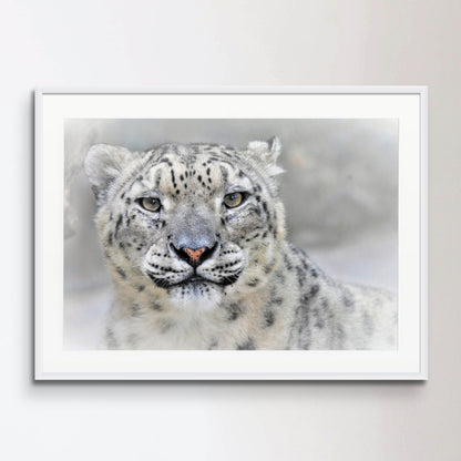 Snow leopard Poster