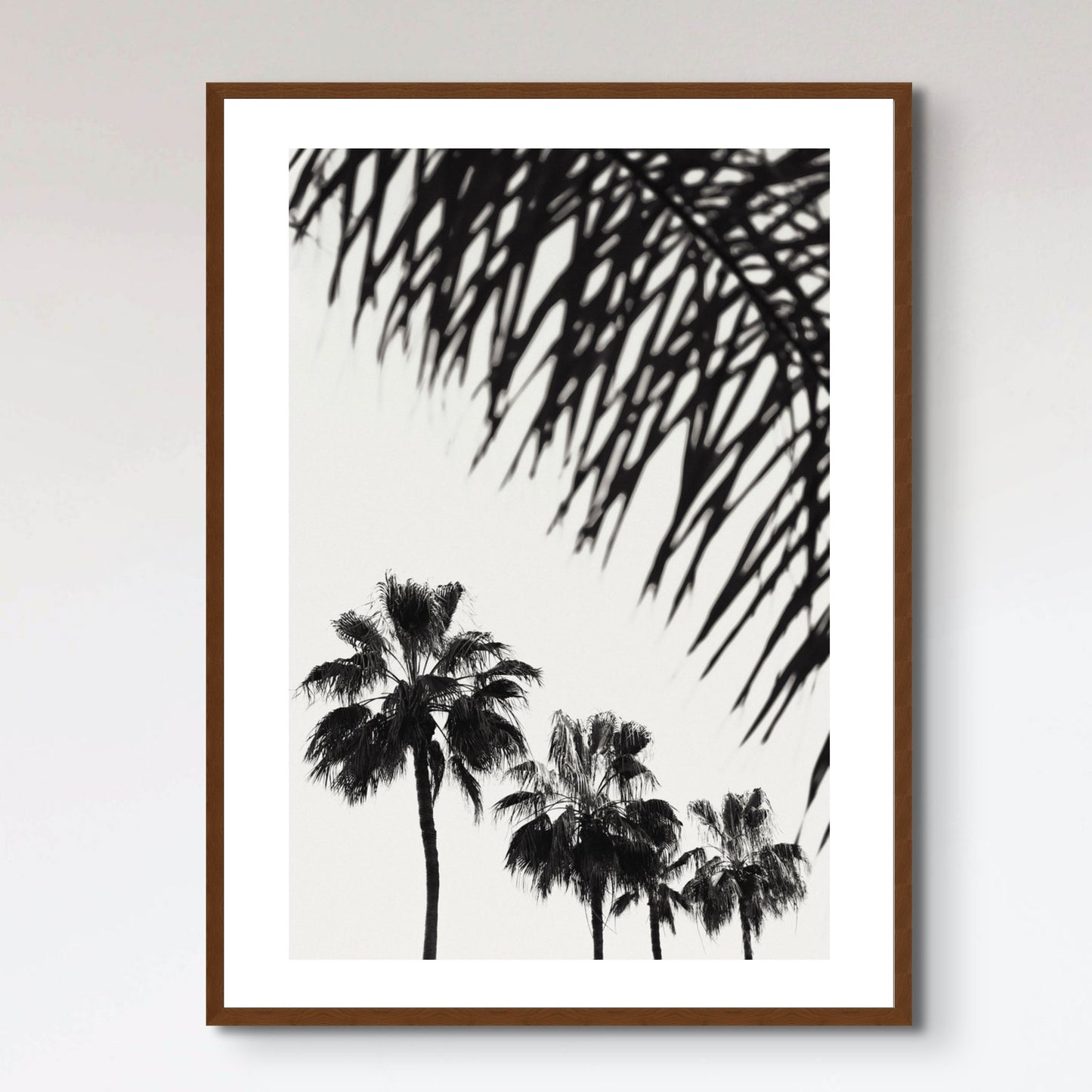 Palm_006