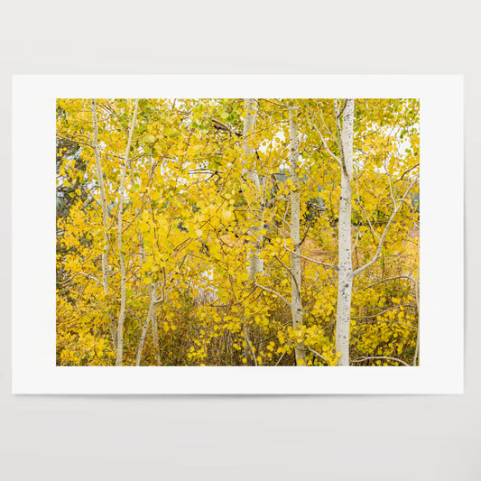 Close-up of a group of Aspen trees covered in golden leaves