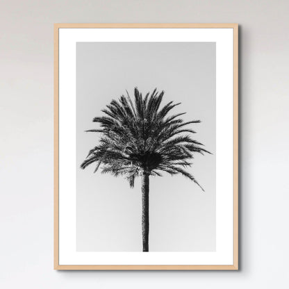 Palm_003