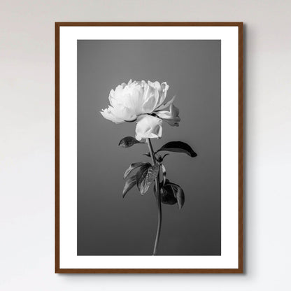 Peony BW