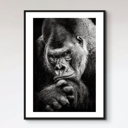 Western Lowland Gorilla BW II