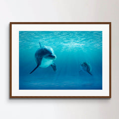 Two Dolphins Under Water