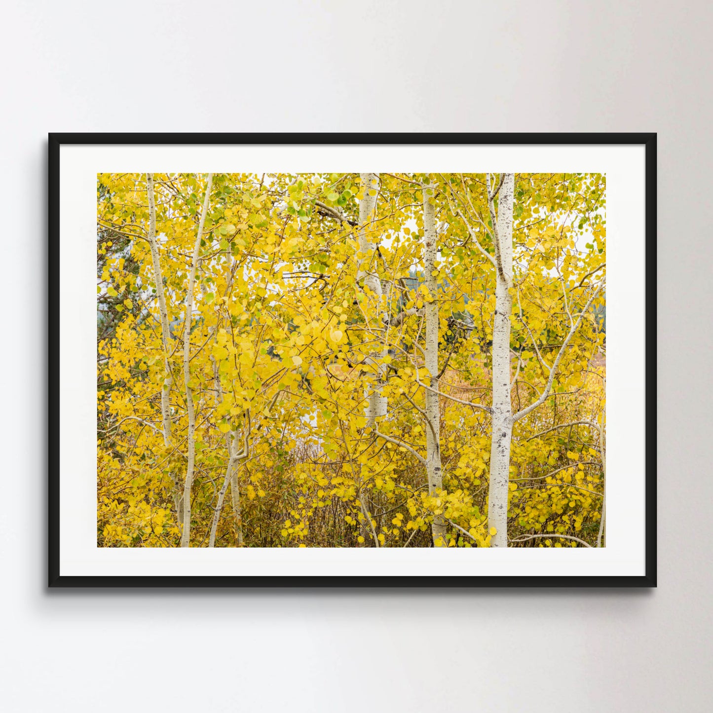 Close-up of a group of Aspen trees covered in golden leaves